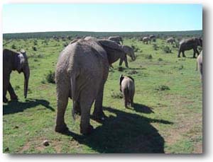 Addo Elephant Park