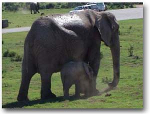 Addo Elephant Park