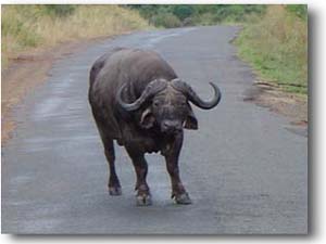 vergroting buffel