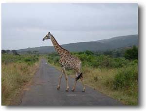 foto's giraffen