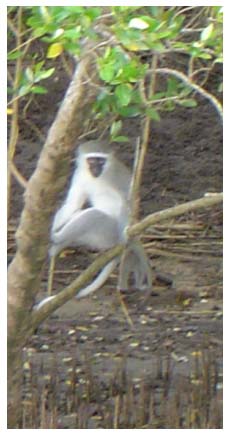 Meerkat St. Lucia